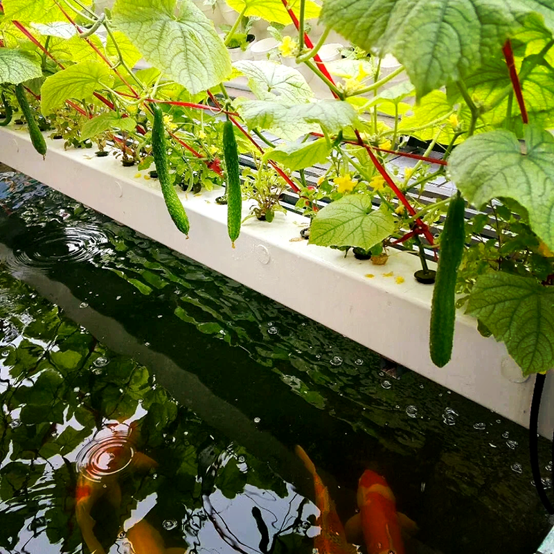 盘锦市植物工厂鱼菜共生 - 哪里好