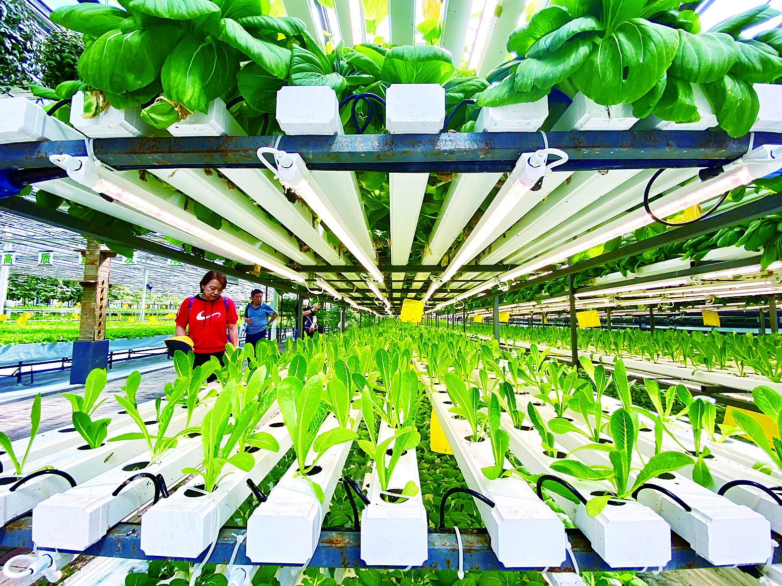 盘锦市苗床植物工厂 - 方案